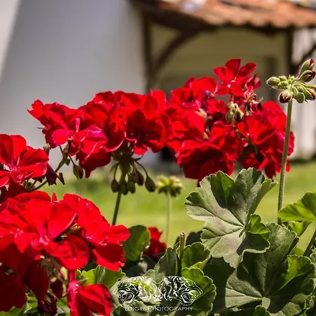 Meandros Village *